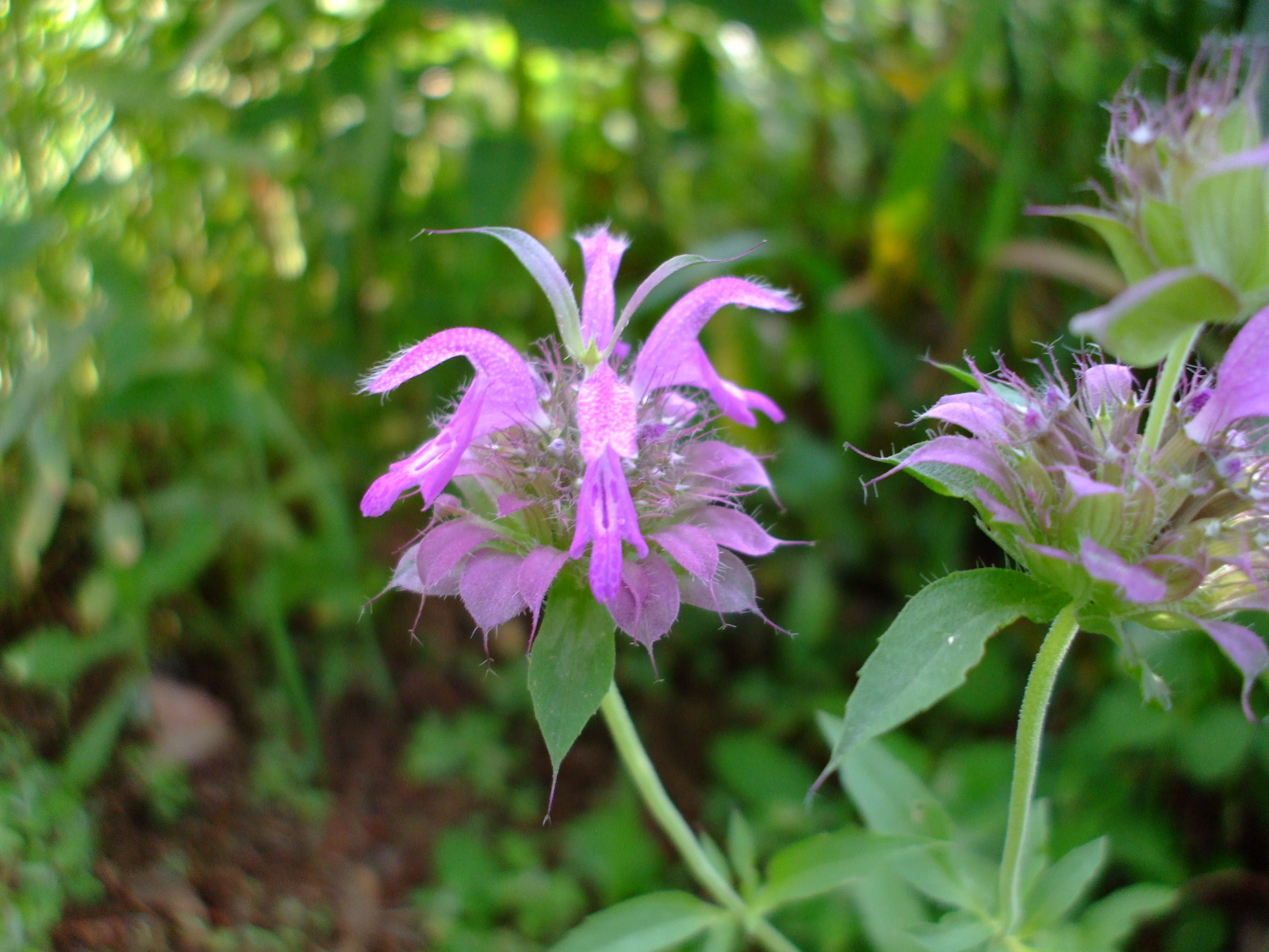 Monarda citriodora